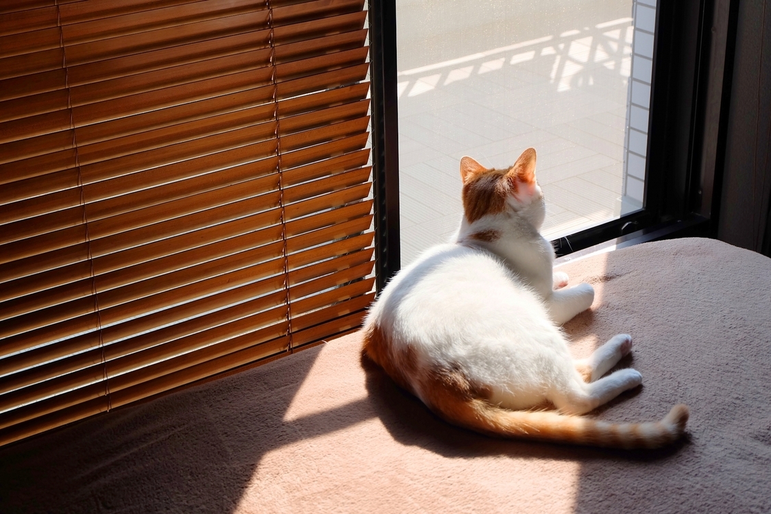 写真 ブログ